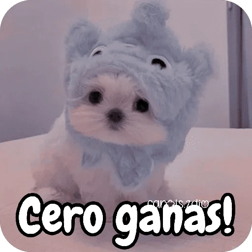 Reacciones Perritos coquetos 🐶