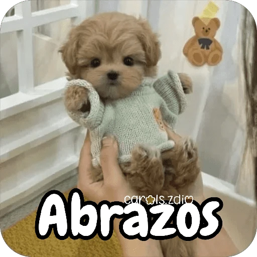 Reacciones Perritos coquetos 🐶