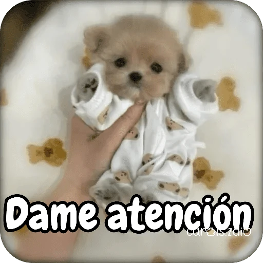 Reacciones Perritos coquetos 🐶