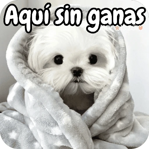 Reacciones Perritos coquetos 🐶