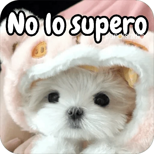 Reacciones Perritos coquetos 🐶