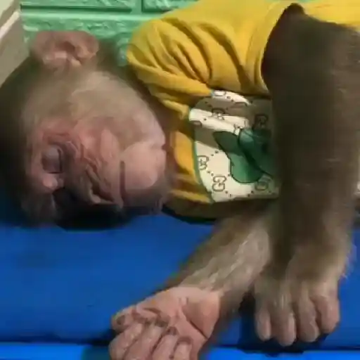Monky Amigos Oficial 🐒💚