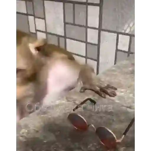 Monky Amigos Oficial 🐒💚