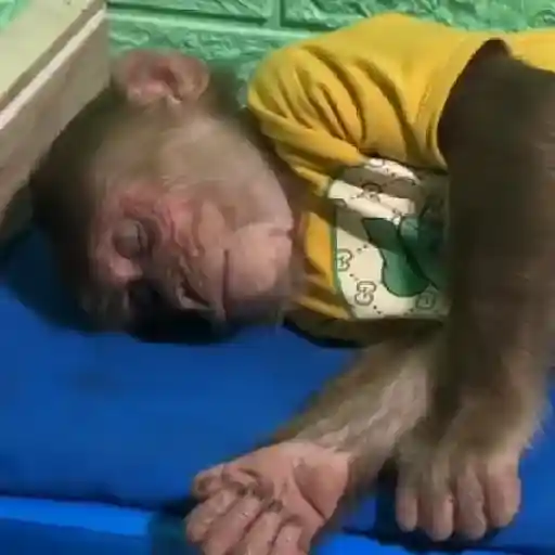 Monky Amigos Oficial 🐒💚