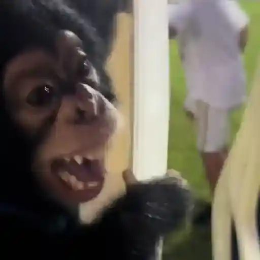 Monky Amigos Oficial 🐒💚