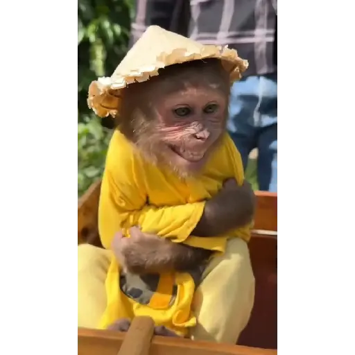 Monky Amigos Oficial 🐒💚
