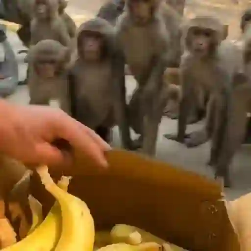 Monky Amigos Oficial 🐒💚