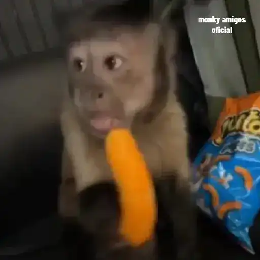 Monky Amigos Oficial 🐒💚