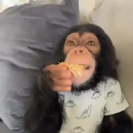 Monky Amigos Oficial 🐒💚