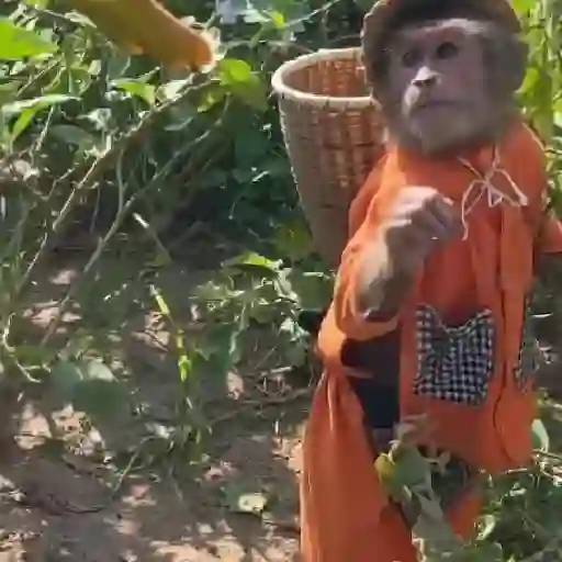 Monky Amigos Oficial 🐒💚