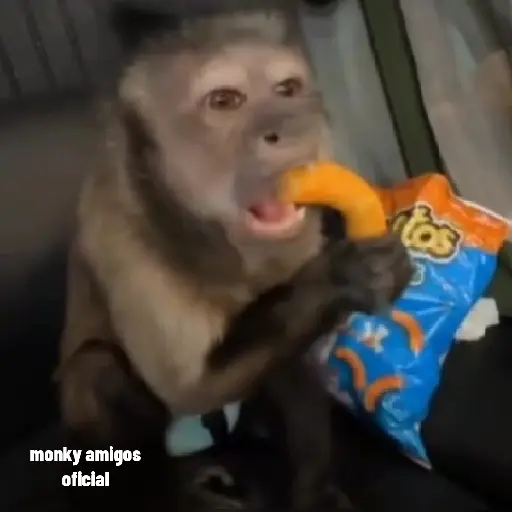 Monky Amigos Oficial 🐒💚