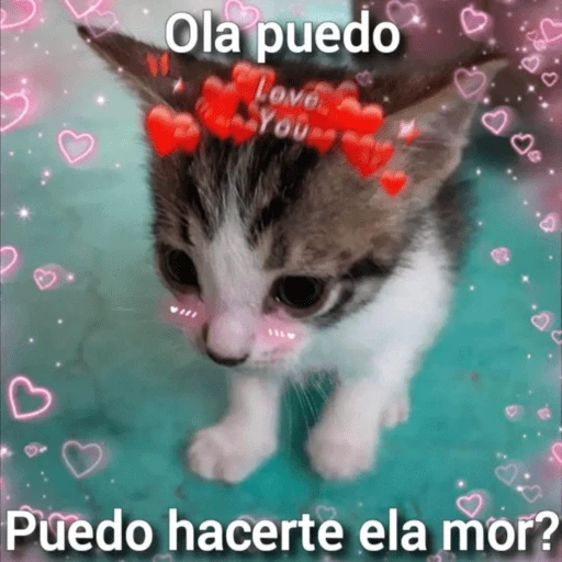 💘😻❤️‍🔥Michis  Coquetos❤️‍🔥😻💘