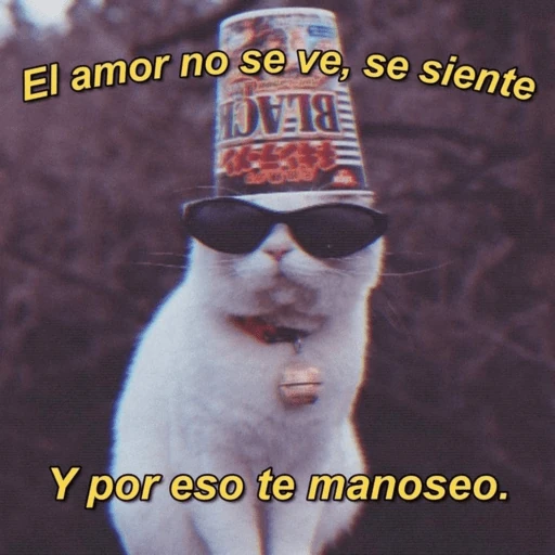 💘😻❤️‍🔥Michis  Coquetos❤️‍🔥😻💘