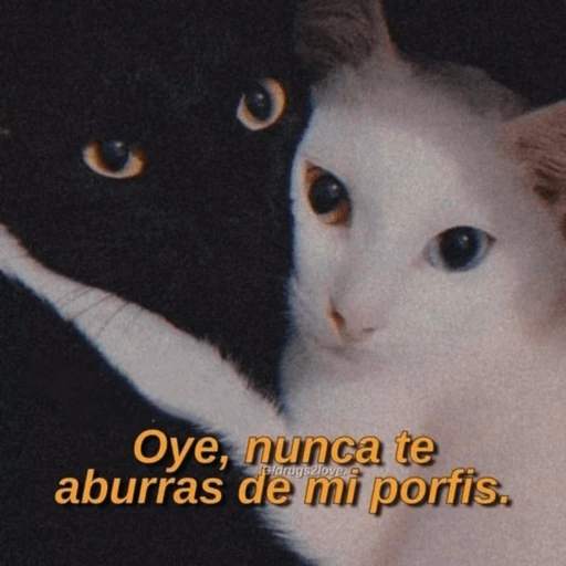 💘😻❤️‍🔥Michis  Coquetos❤️‍🔥😻💘
