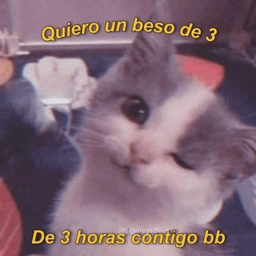 💘😻❤️‍🔥Michis  Coquetos❤️‍🔥😻💘