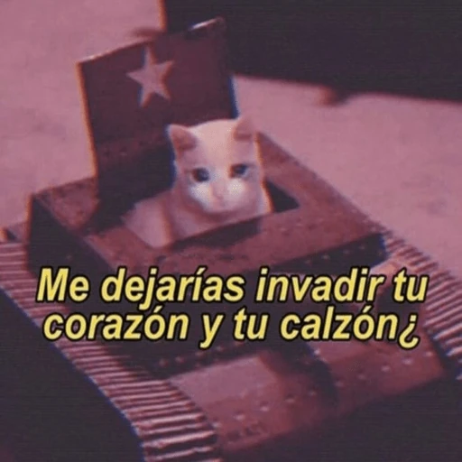 💘😻❤️‍🔥Michis  Coquetos❤️‍🔥😻💘