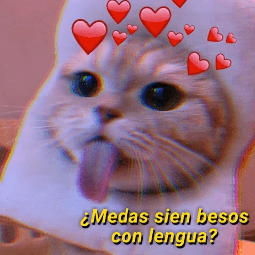 💘😻❤️‍🔥Michis  Coquetos❤️‍🔥😻💘