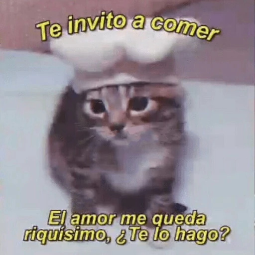 💘😻❤️‍🔥Michis  Coquetos❤️‍🔥😻💘