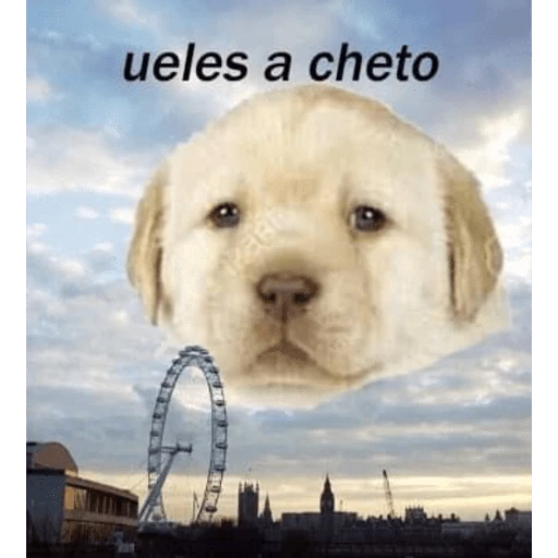 Animalitos coquetos