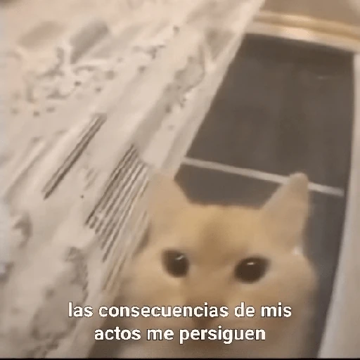 Reacciones Variadas #5 ☕