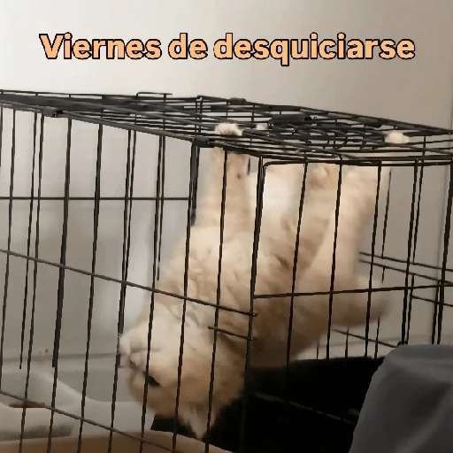 Reacciones Variadas #5 ☕