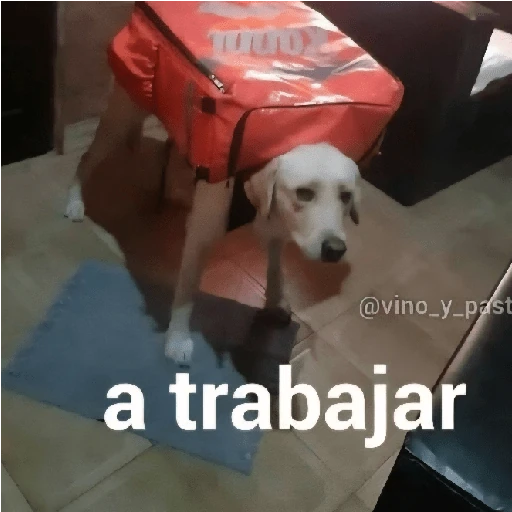 Reacciones Variadas #5 ☕