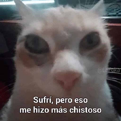 Reacciones Variadas #5 ☕
