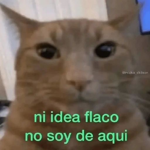 Reacciones Variadas #5 ☕