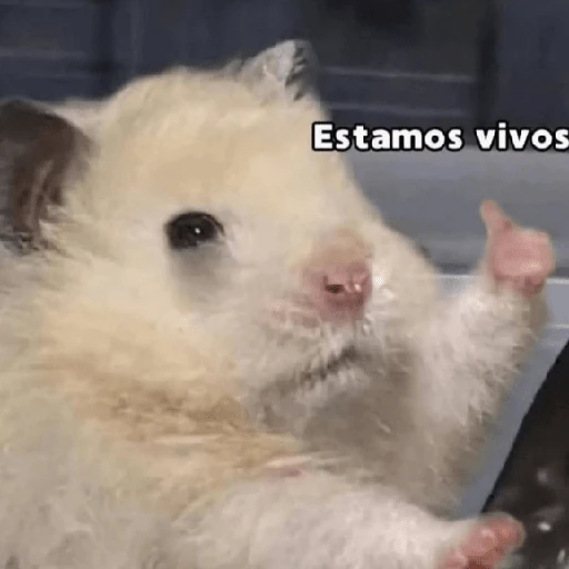 Reacciones Variadas #3 🔮