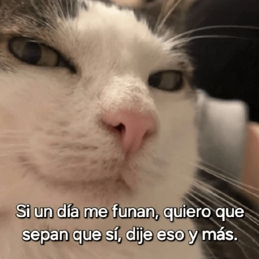 Reacciones Variadas #3 🔮