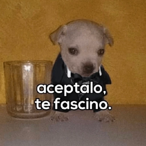 Reacciones Variadas #3 🔮