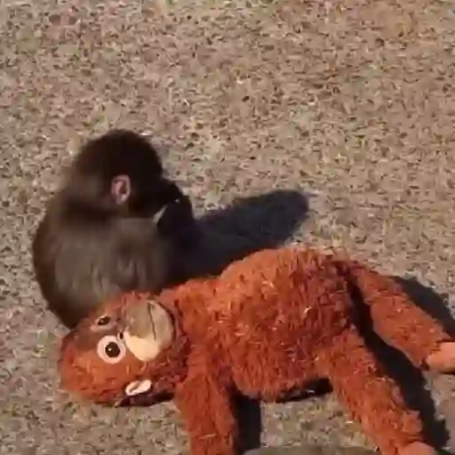 Punch bebé mono 2🐒 Monkey 2💖