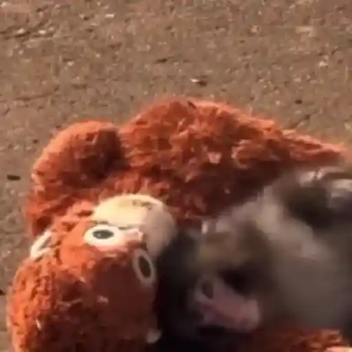 Punch bebé mono 2🐒 Monkey 2💖