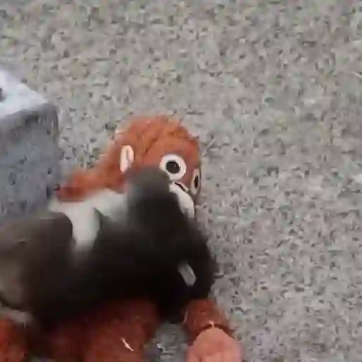 Punch bebé mono 2🐒 Monkey 2💖