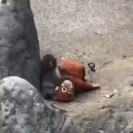 Punch bebé mono 2🐒 Monkey 2💖