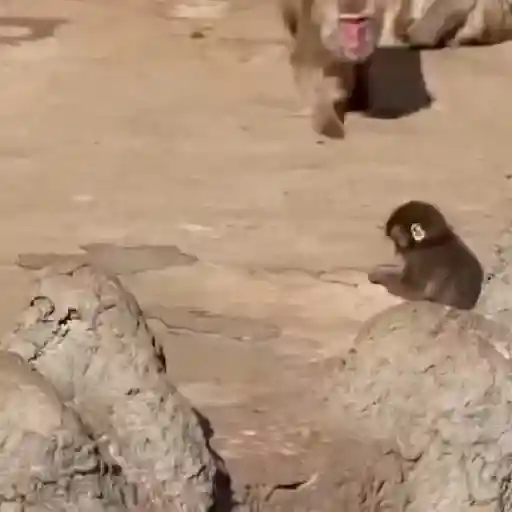 Punch bebé mono 2🐒 Monkey 2💖