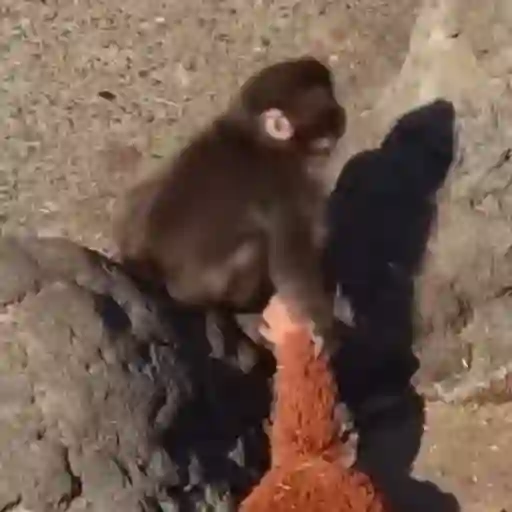 Punch bebé mono 2🐒 Monkey 2💖