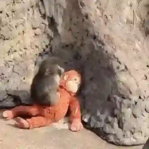 Punch bebé mono 2🐒 Monkey 2💖