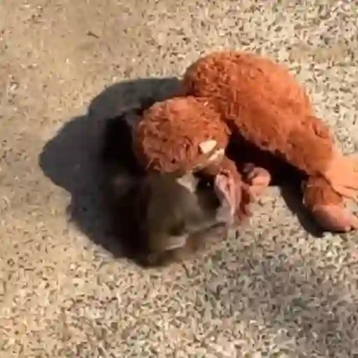 Punch bebé mono 2🐒 Monkey 2💖