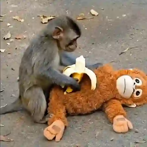 Punch bebé mono 2🐒 Monkey 2💖