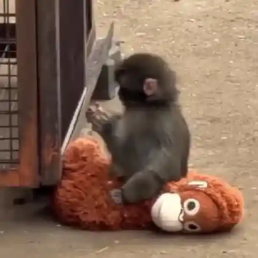 Punch bebé mono 2🐒 Monkey 2💖