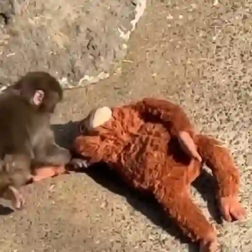 Punch bebé mono 2🐒 Monkey 2💖