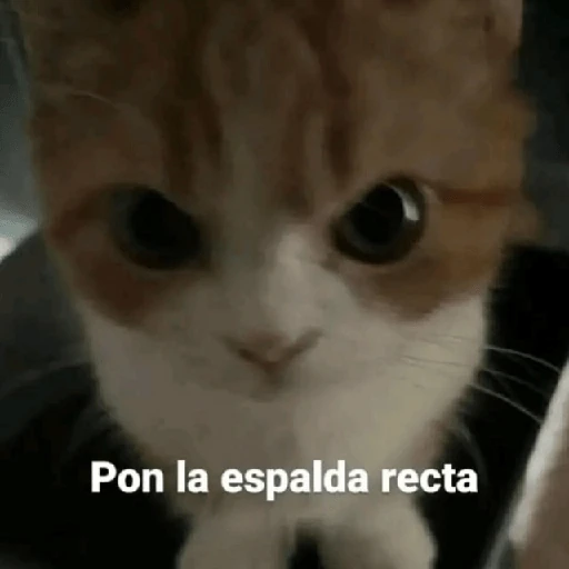 💬🫙 Pa' Responder 🫙💬 6