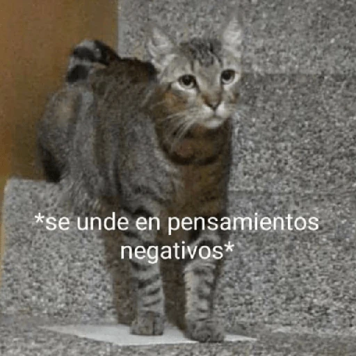 💬🫙 Pa' Responder 🫙💬 6