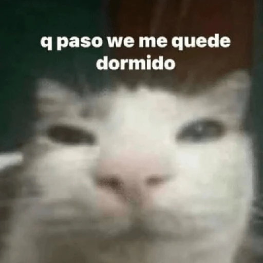💬🫙 Pa' Responder 🫙💬 6