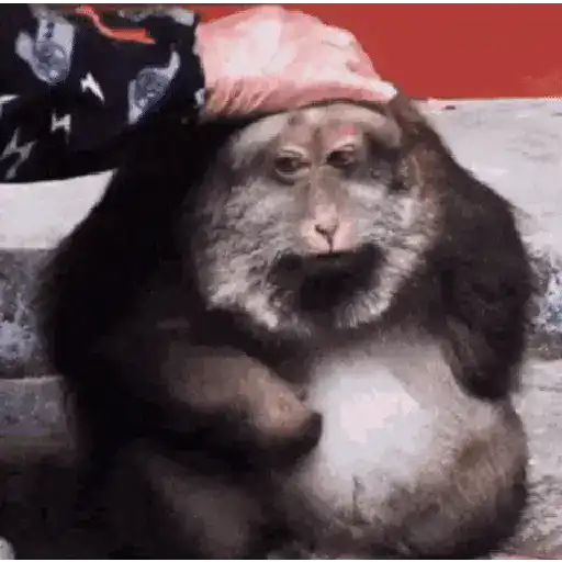 🍌 Monitos 🐵🐒