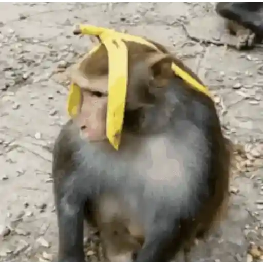 🍌 Monitos 🐵🐒