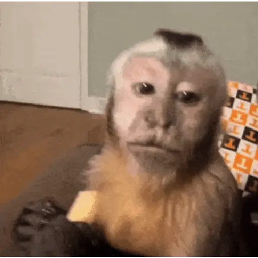 🍌 Monitos 🐵🐒