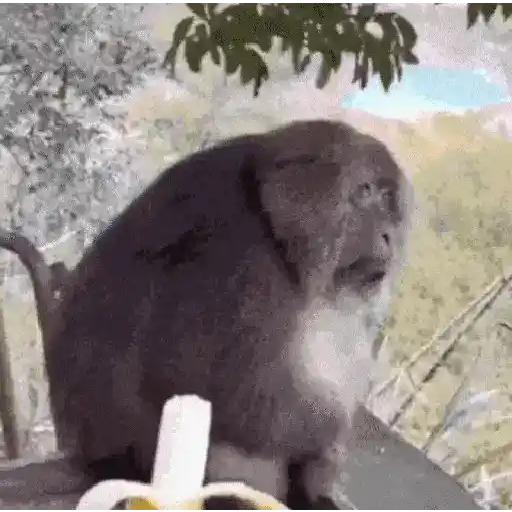 🍌 Monitos 🐵🐒