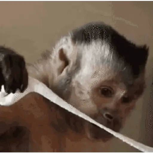 🍌 Monitos 🐵🐒